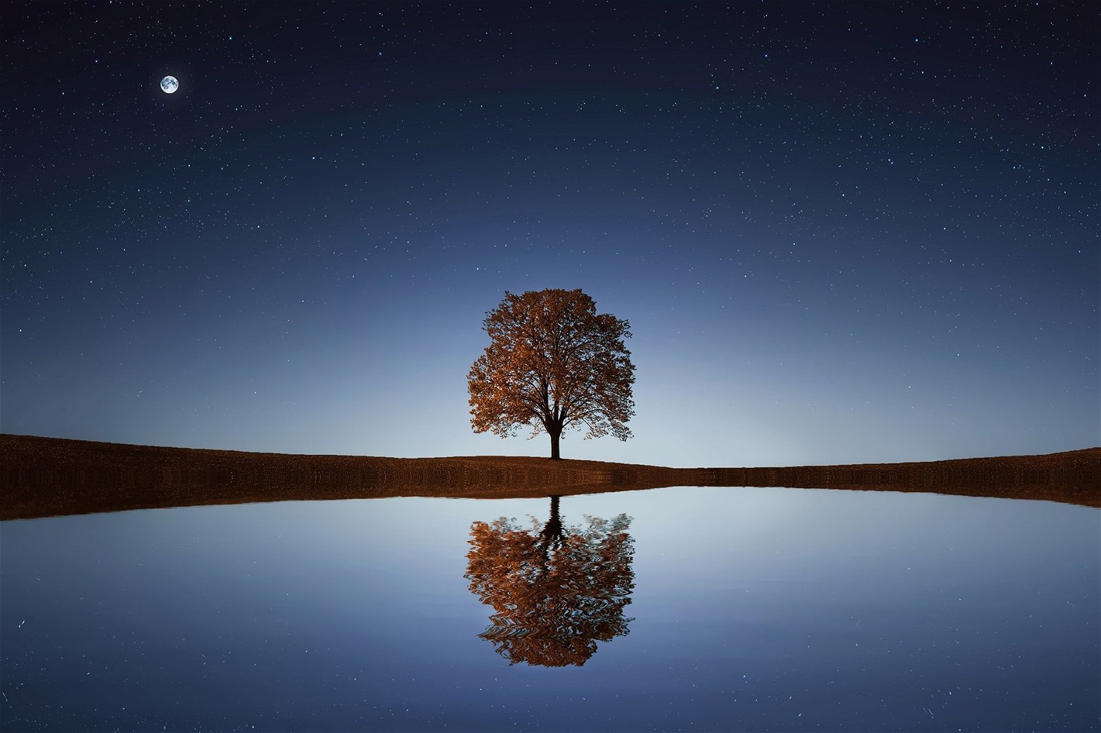A lake reflecting a tree